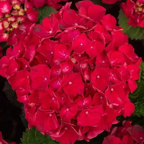 🔥Hot sale🔥  Hydrangea Seeds