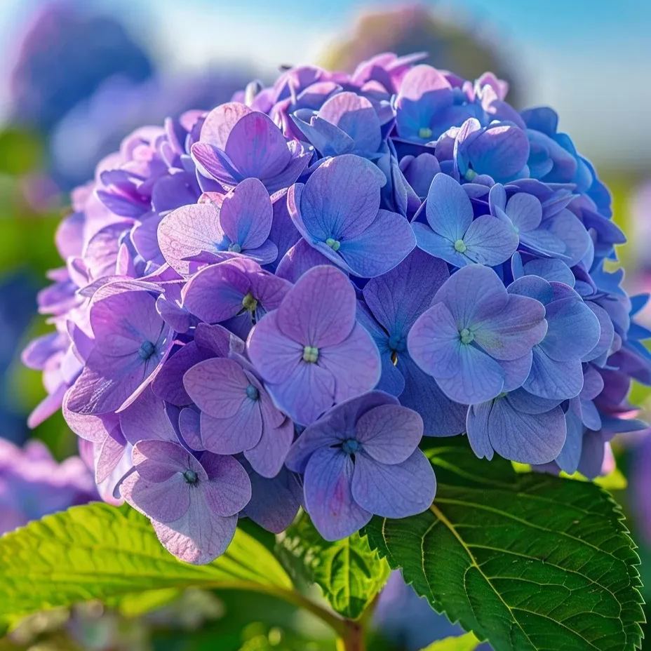 🔥Hot sale🔥  Hydrangea Seeds