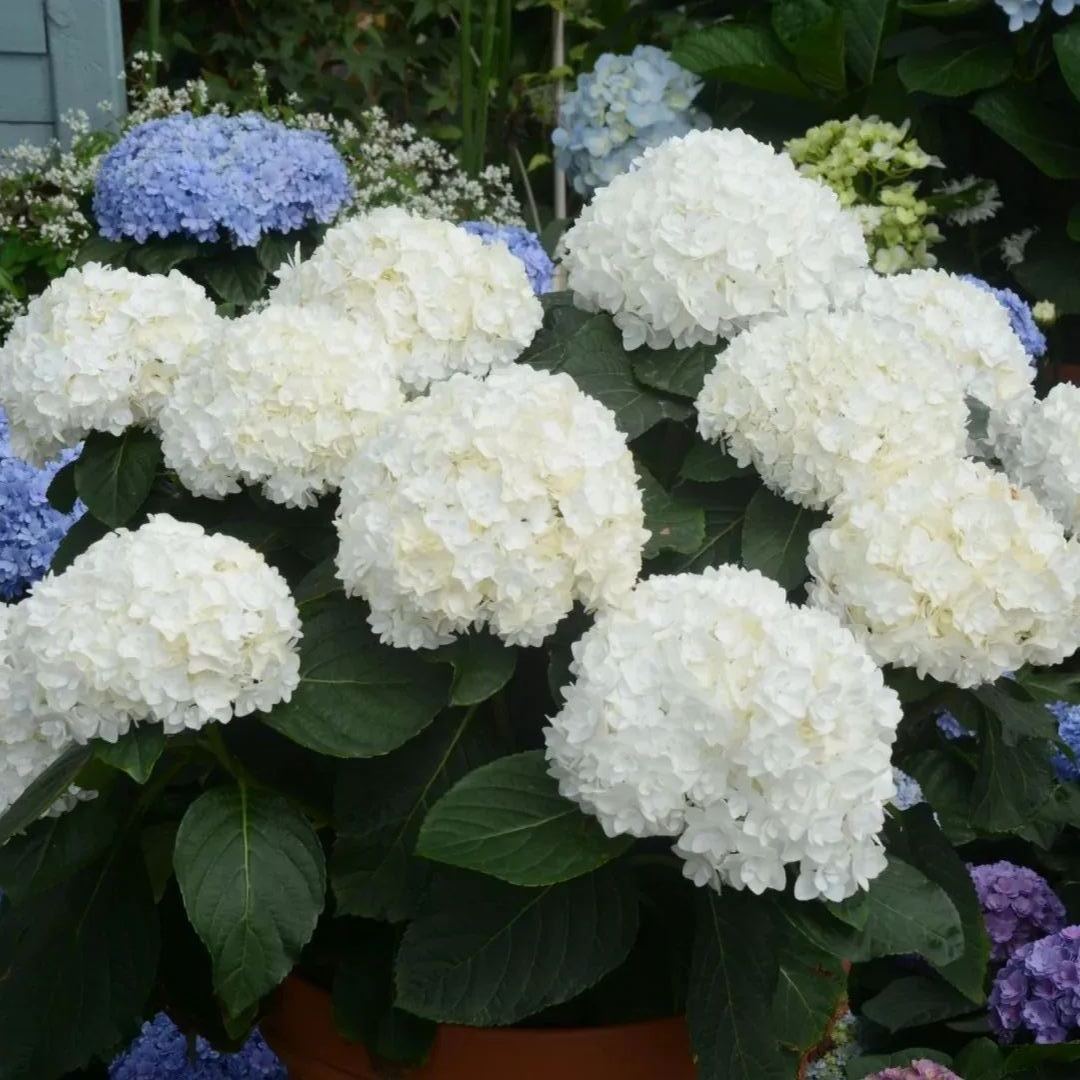 🔥Hot sale🔥  Hydrangea Seeds
