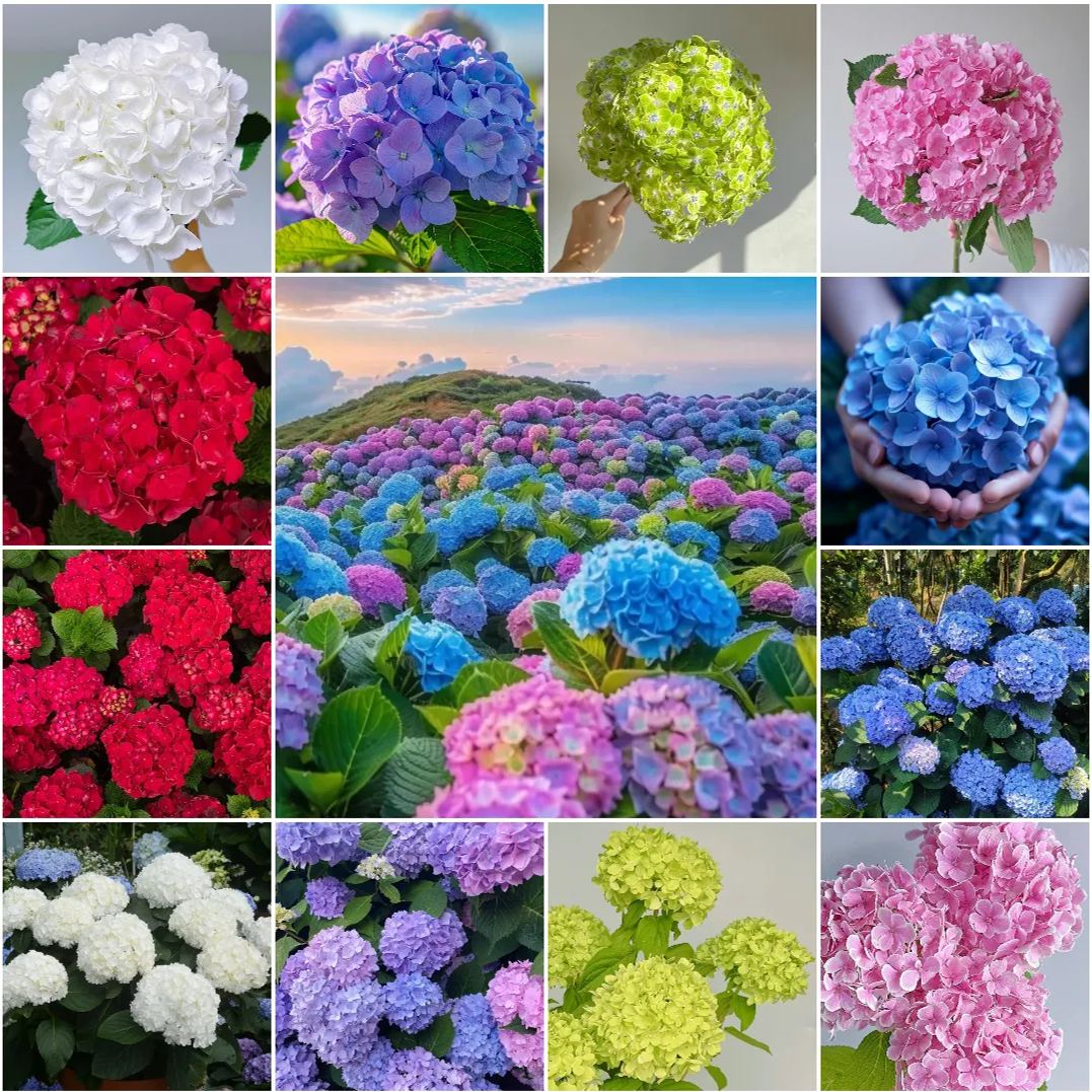 🔥Hot sale🔥  Hydrangea Seeds
