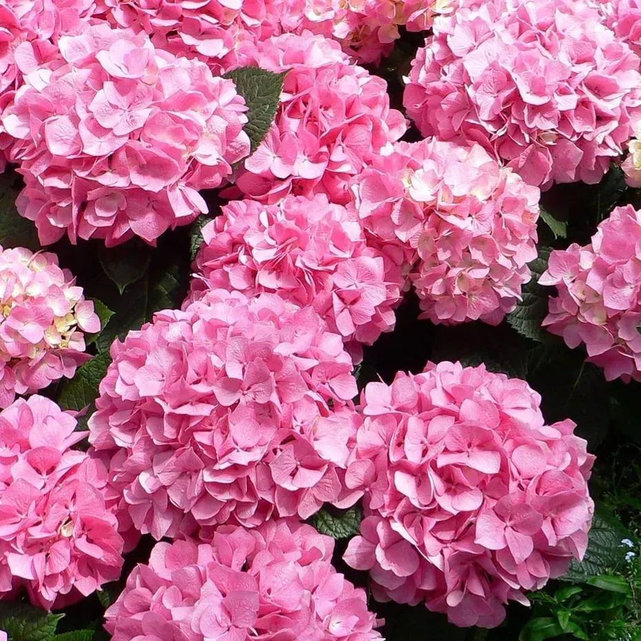 🔥Hot sale🌱High quality hydrangea seeds🌈Create your own colorful garden