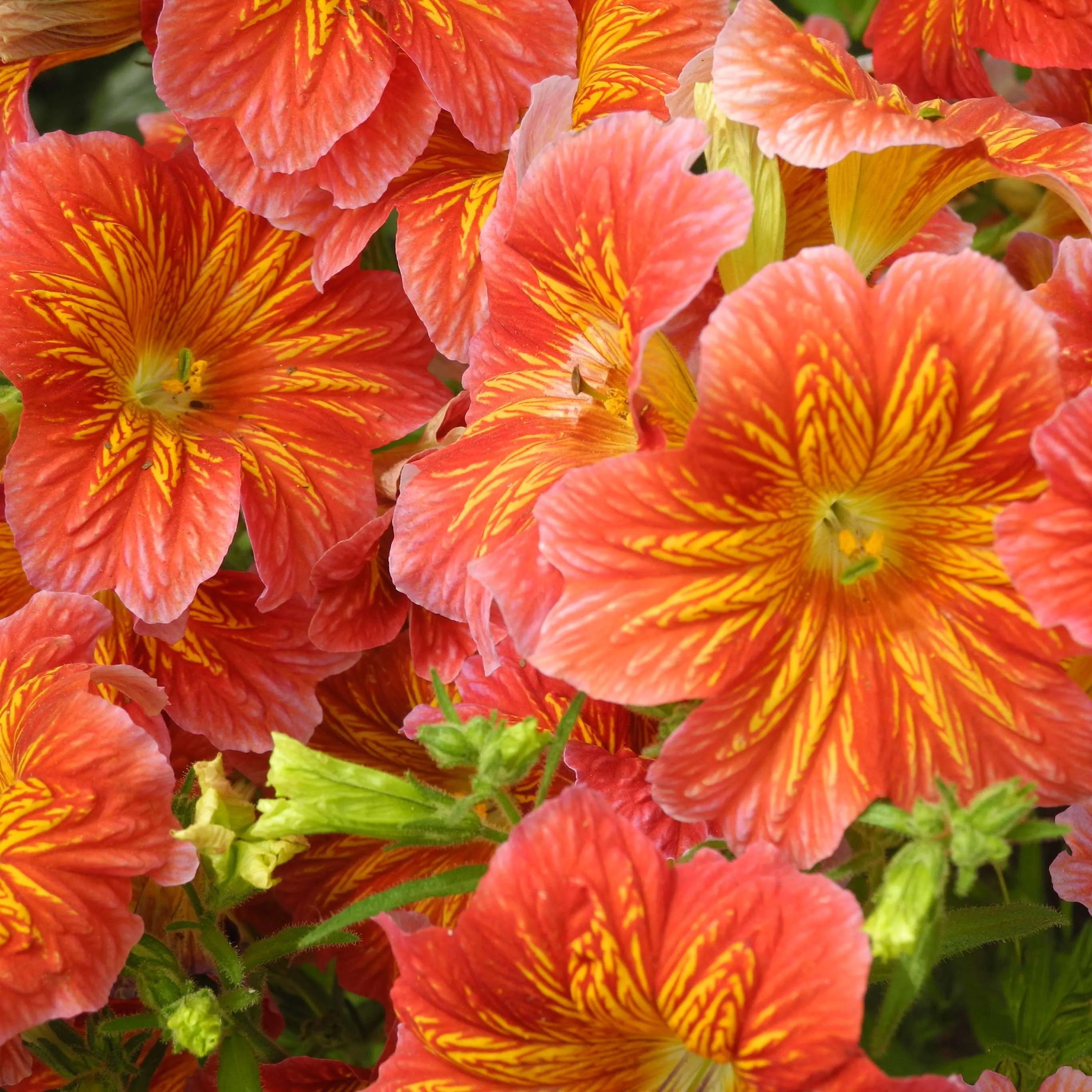 Chilean Morning Glory Seeds-🌈Create your own colorful garden