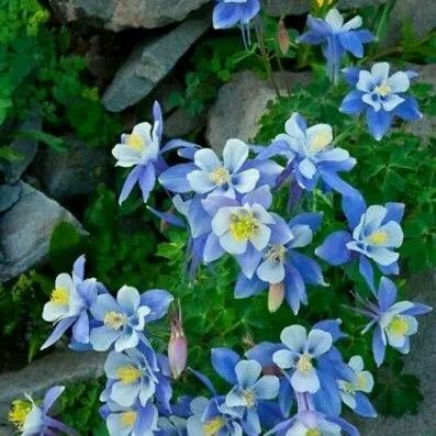 💥70% OFF🌱Columbine Flower Seeds🌺Perfect Choice