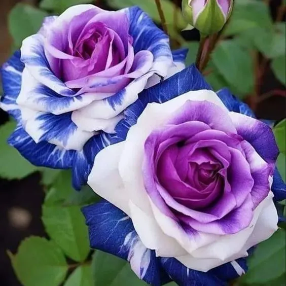 🔥53% OFF 💙Blue Enchantress Mix Blue Rose Seeds✨
