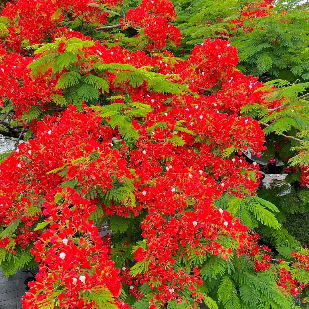 💗Special Sale🌟 Redbud 🌸70% off 🪴