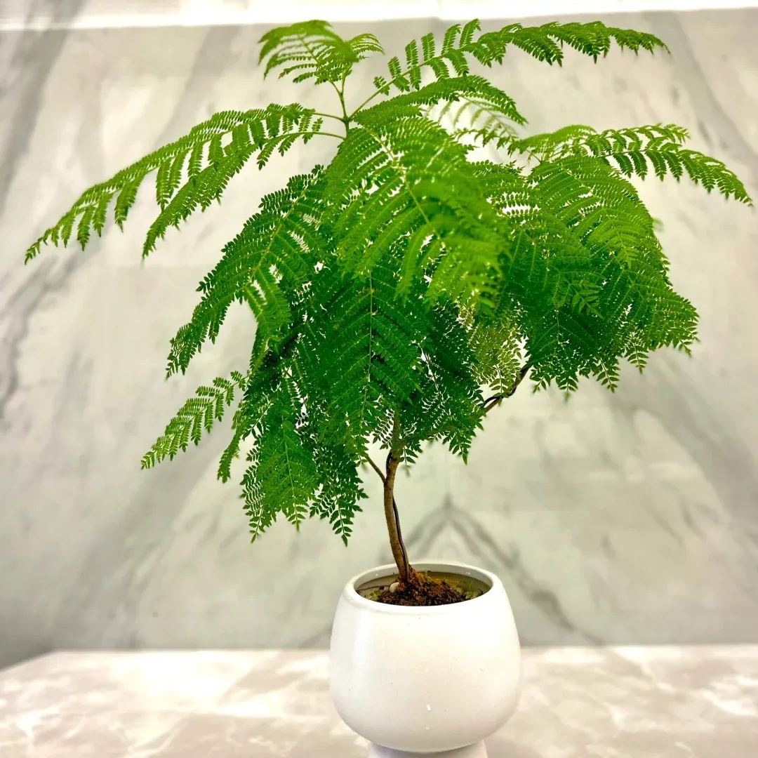 💗Special Sale🌟 Redbud 🌸70% off 🪴