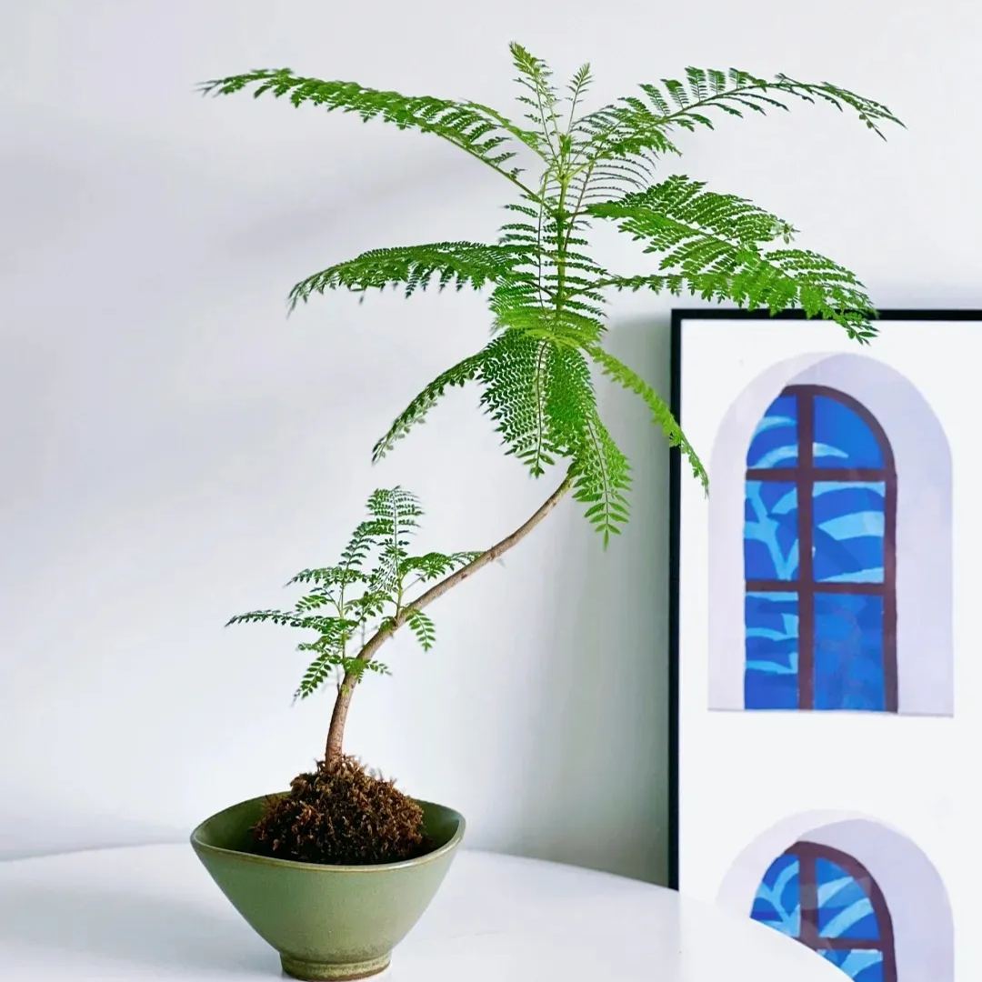 💗Special Sale🌟 Redbud 🌸70% off 🪴