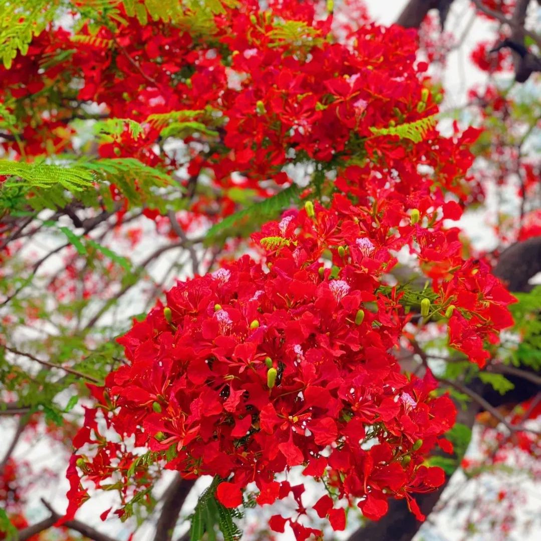 💗Special Sale🌟 Redbud 🌸70% off 🪴