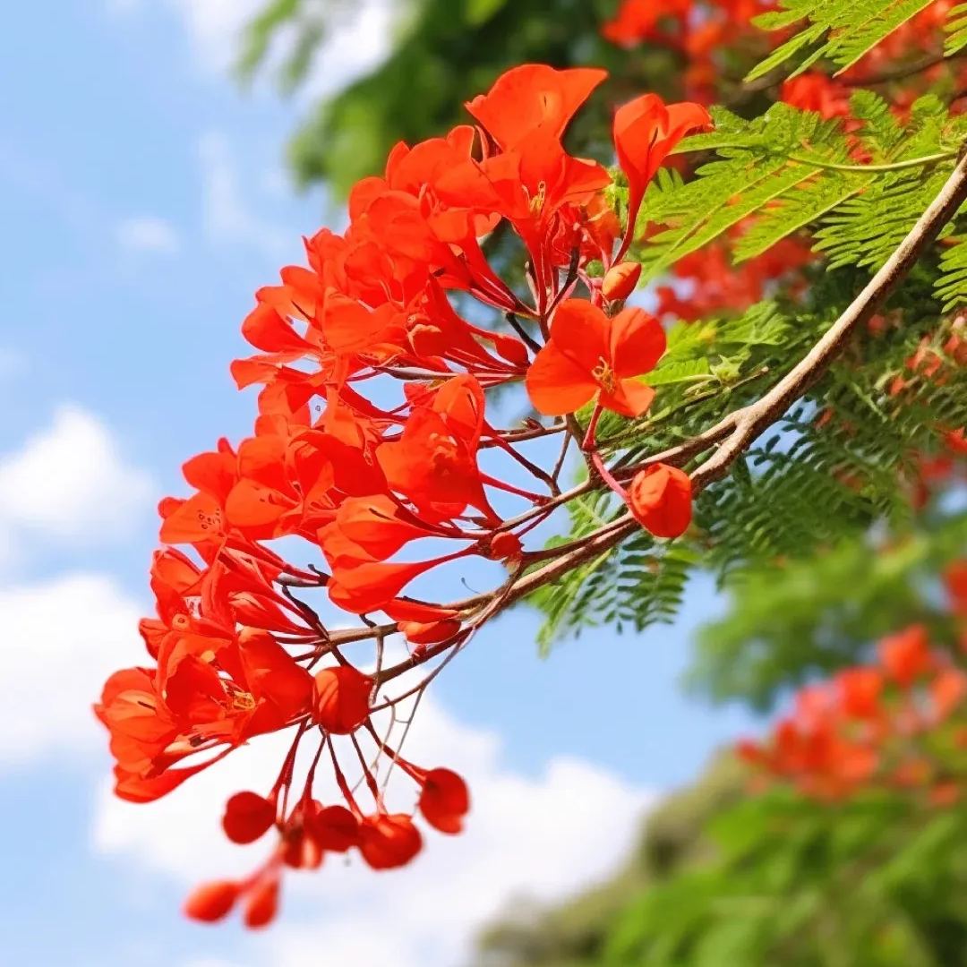 💗Special Sale🌟 Redbud 🌸70% off 🪴