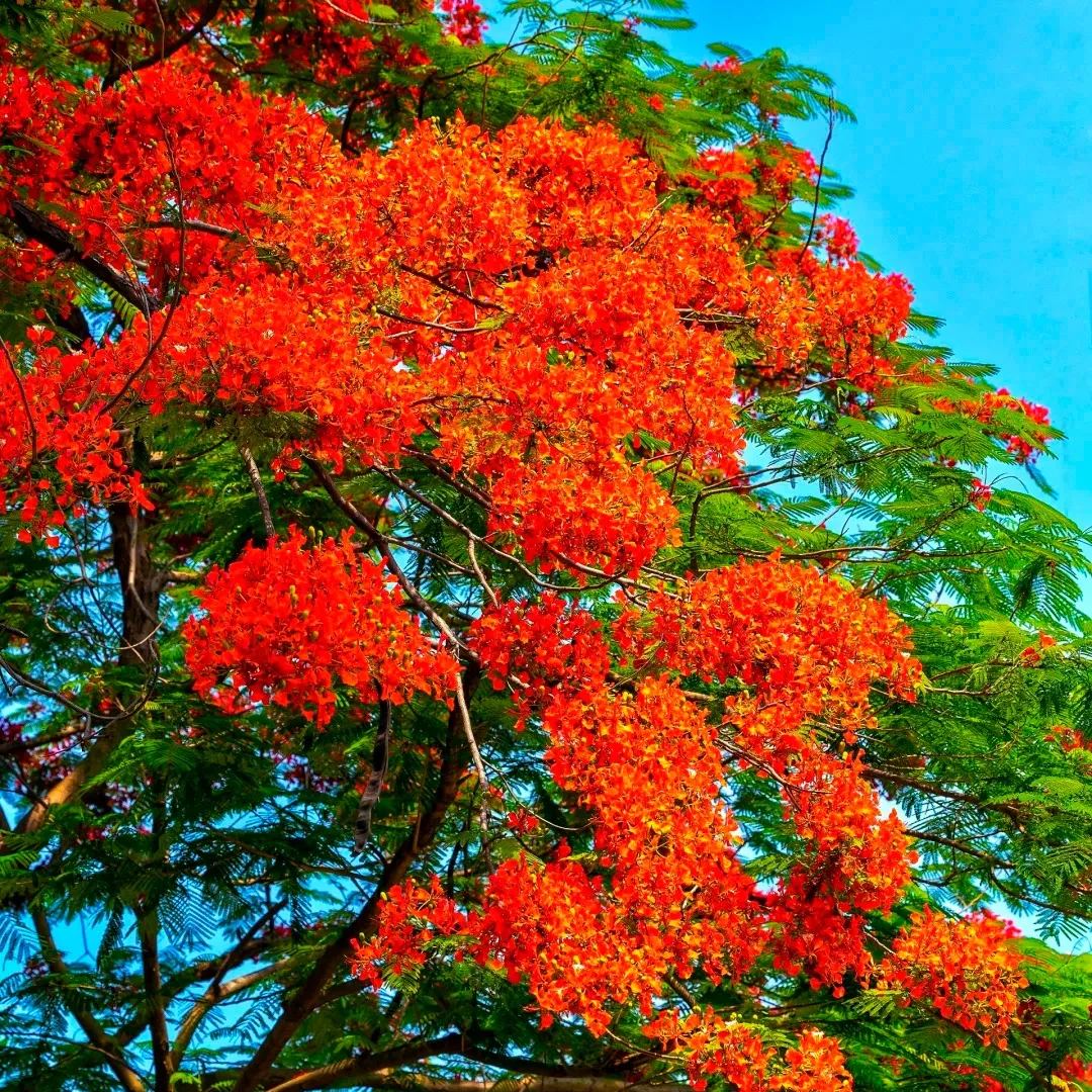 💗Special Sale🌟 Redbud 🌸70% off 🪴