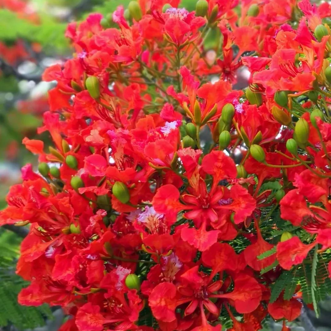 💗Special Sale🌟 Redbud 🌸70% off 🪴