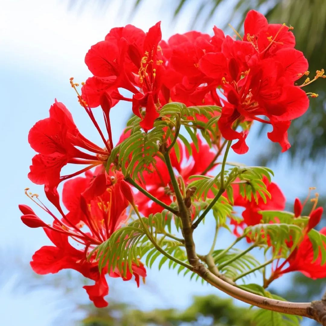 💗Special Sale🌟 Redbud 🌸70% off 🪴