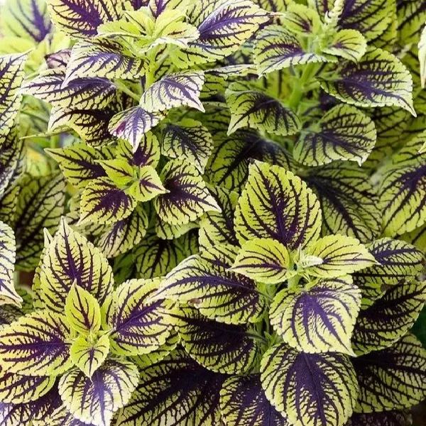 Rare Coleus Seeds