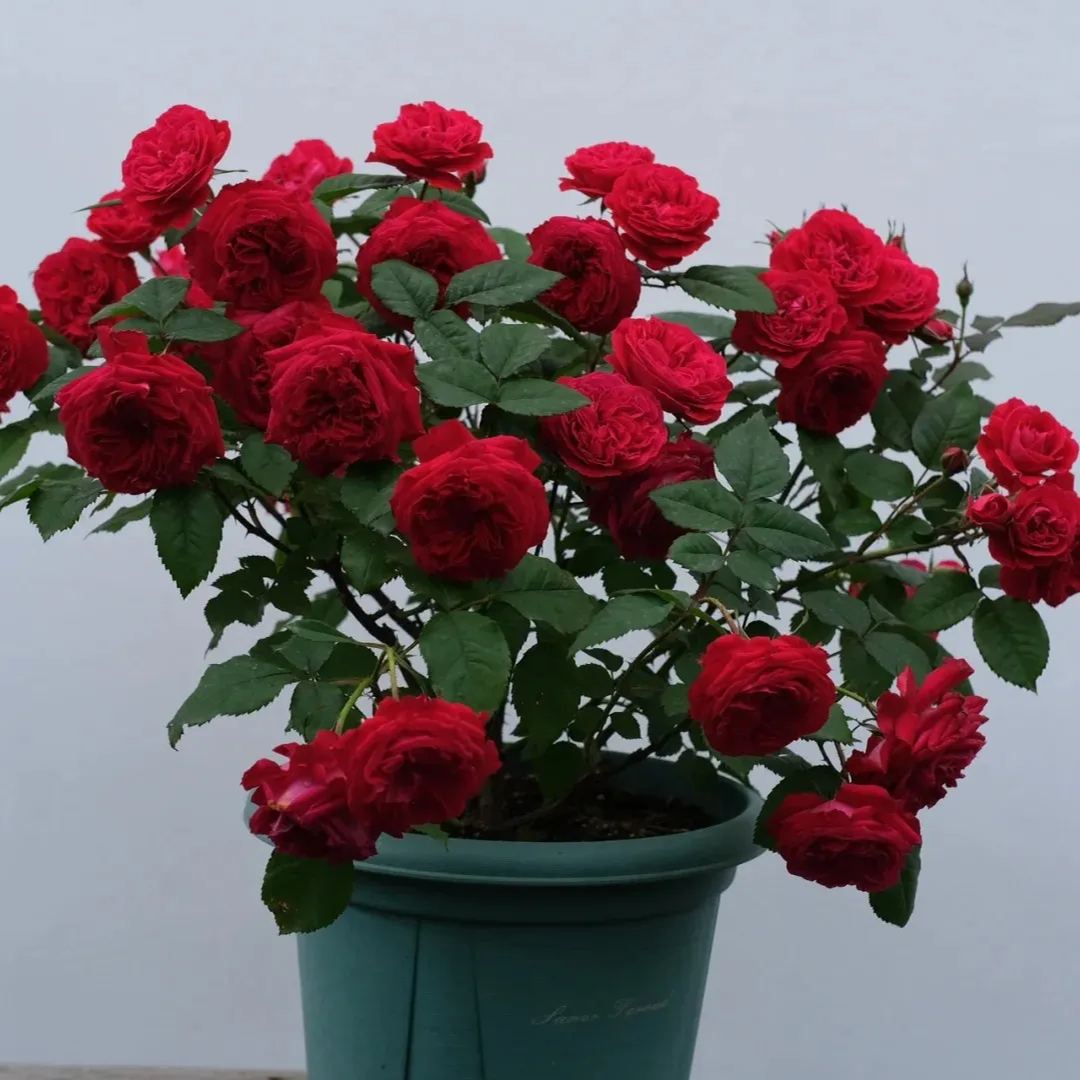 🌈Colorful miniature roses🌹