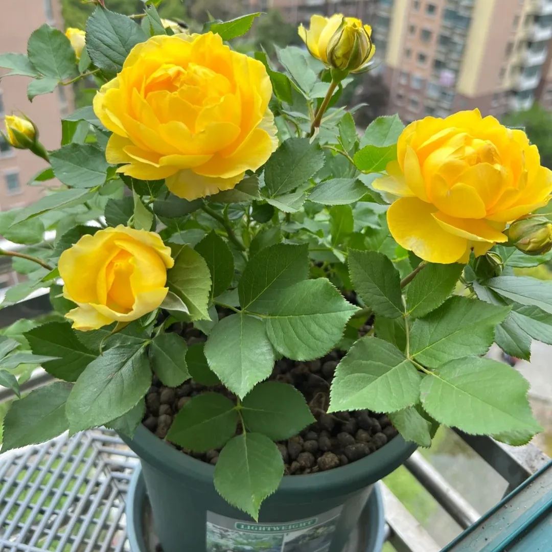 🌈Colorful miniature roses🌹