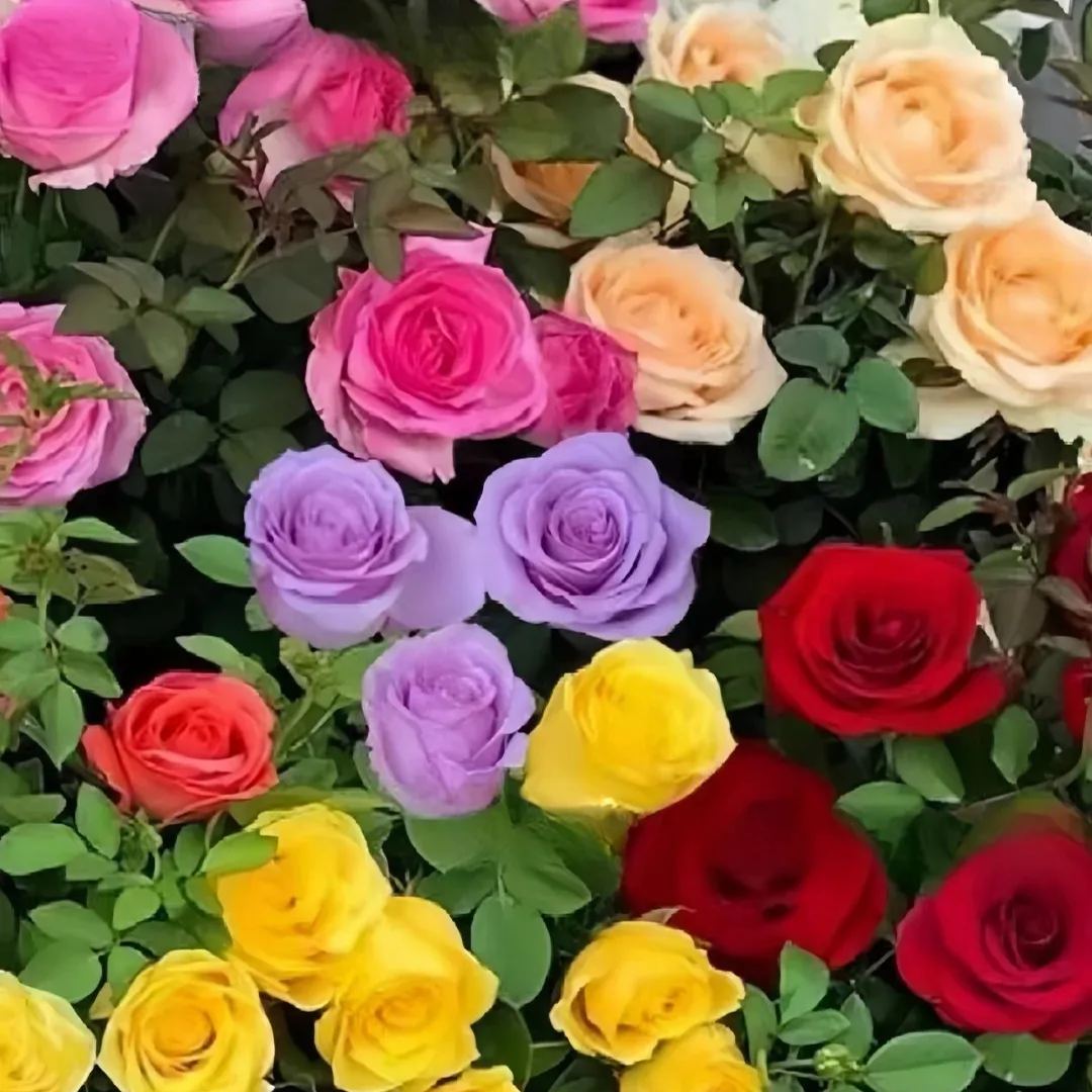 🌈Colorful miniature roses🌹