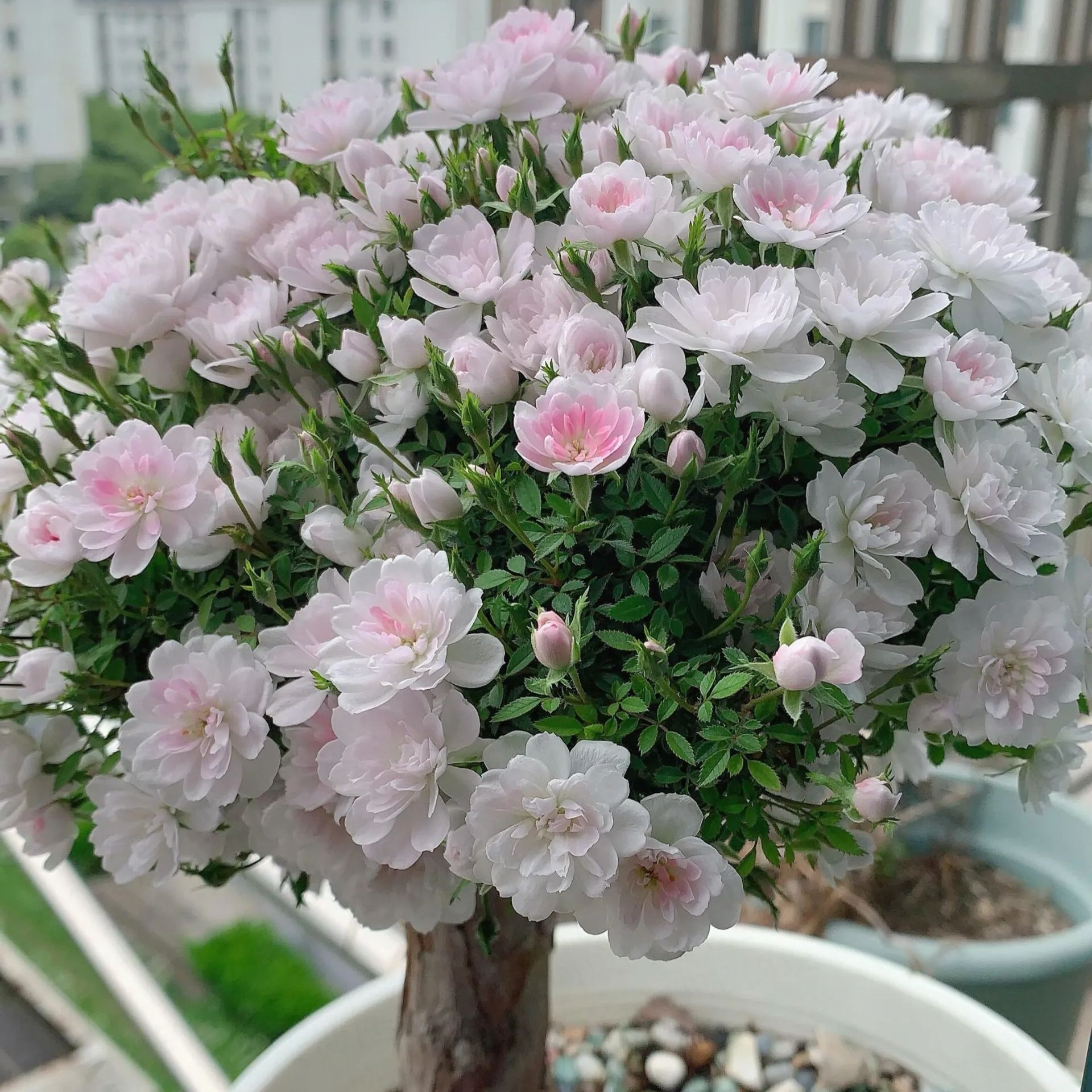 Princess Maiden Rose