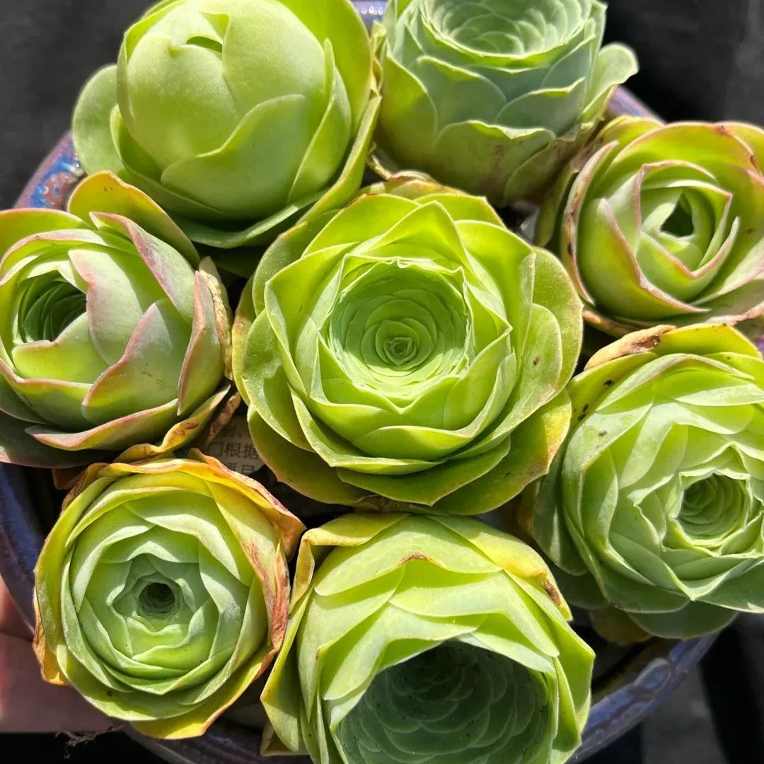 Bergrosensamen – Seltene Sukkulenten – Erhältlich in drei Farben