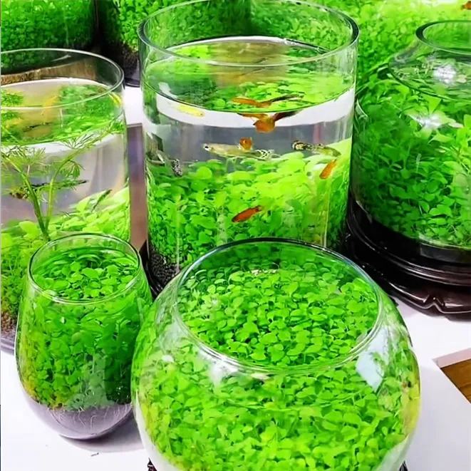 ✨Fresh Water World: Rapid germination of water grass seeds 🌿