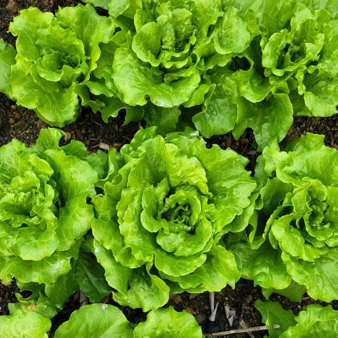 Italienische Salatsamen