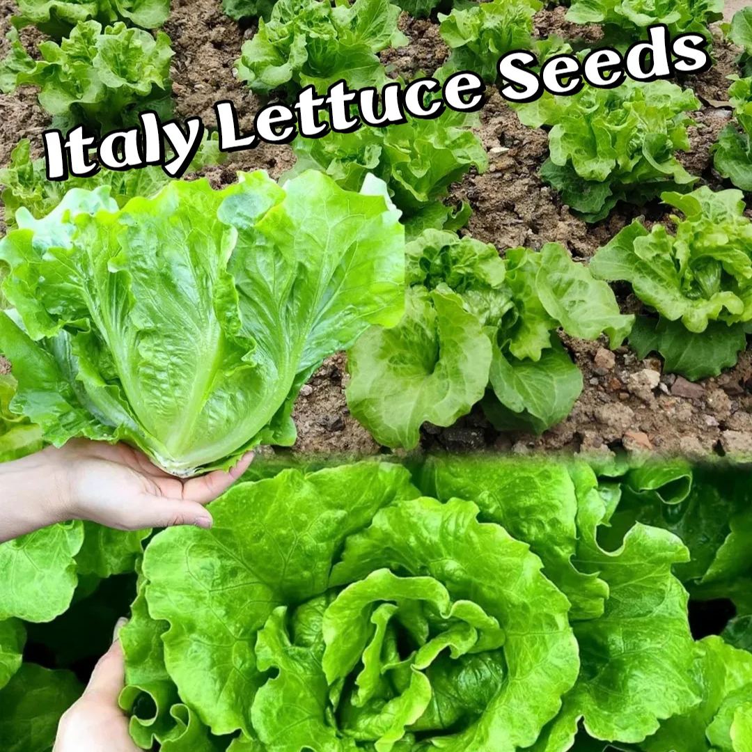 🥬Italian all-season lettuce seeds🥗The perfect choice for fresh and healthy meals