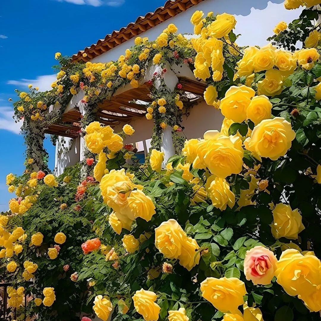 【 Repeat Blooming】🌹Climbing Rose Seeds - Luck Rises