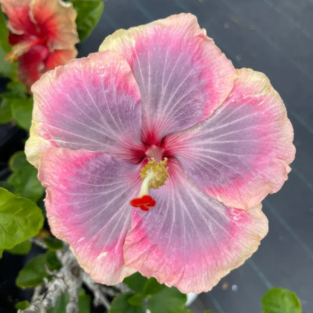 Hibiscus