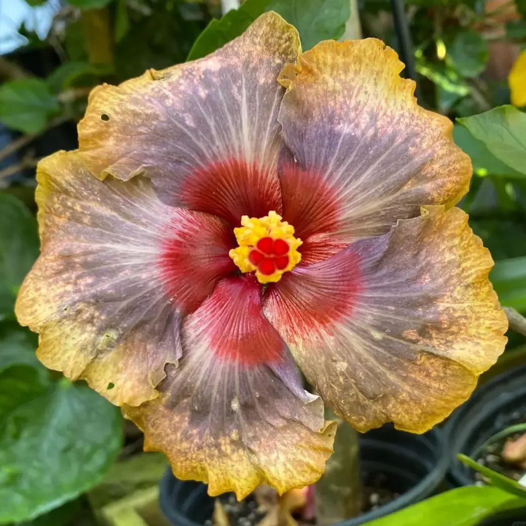 Hibiscus