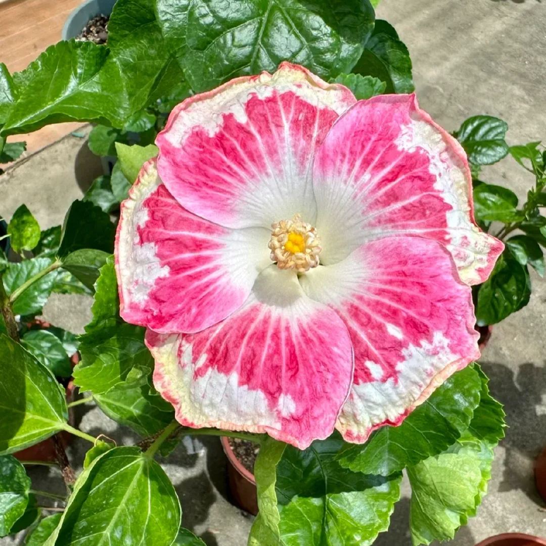 Hibiscus