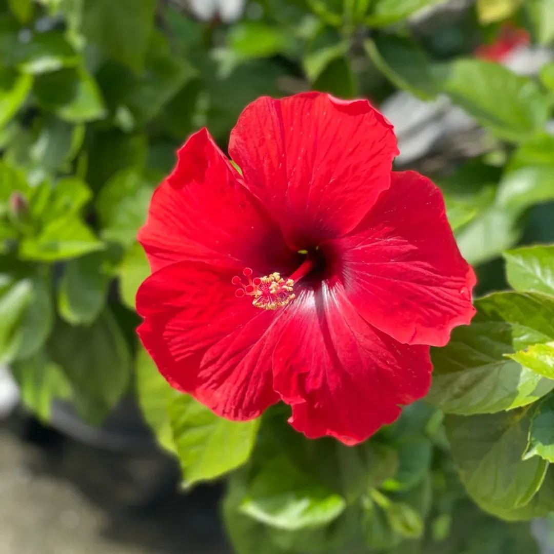Hibiscus