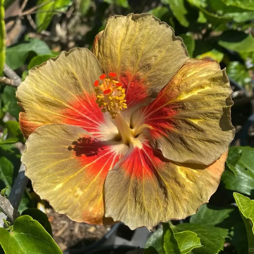 Hibiscus