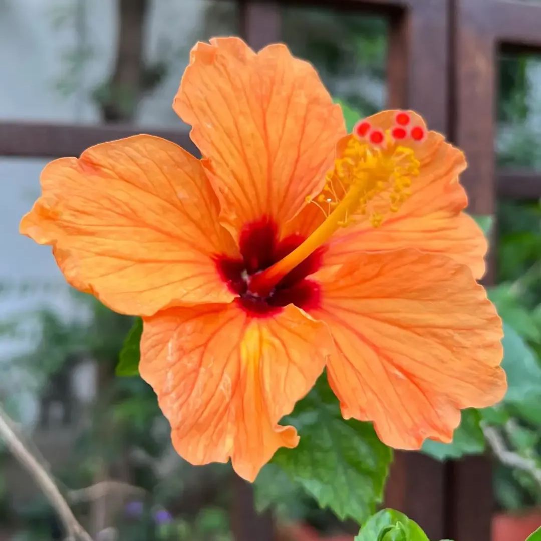 Hibiscus