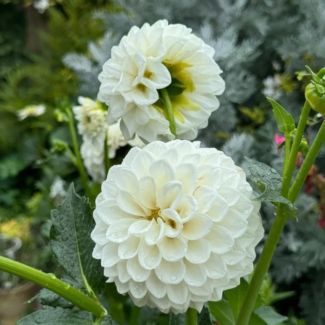 Mixture Dahlia Seeds