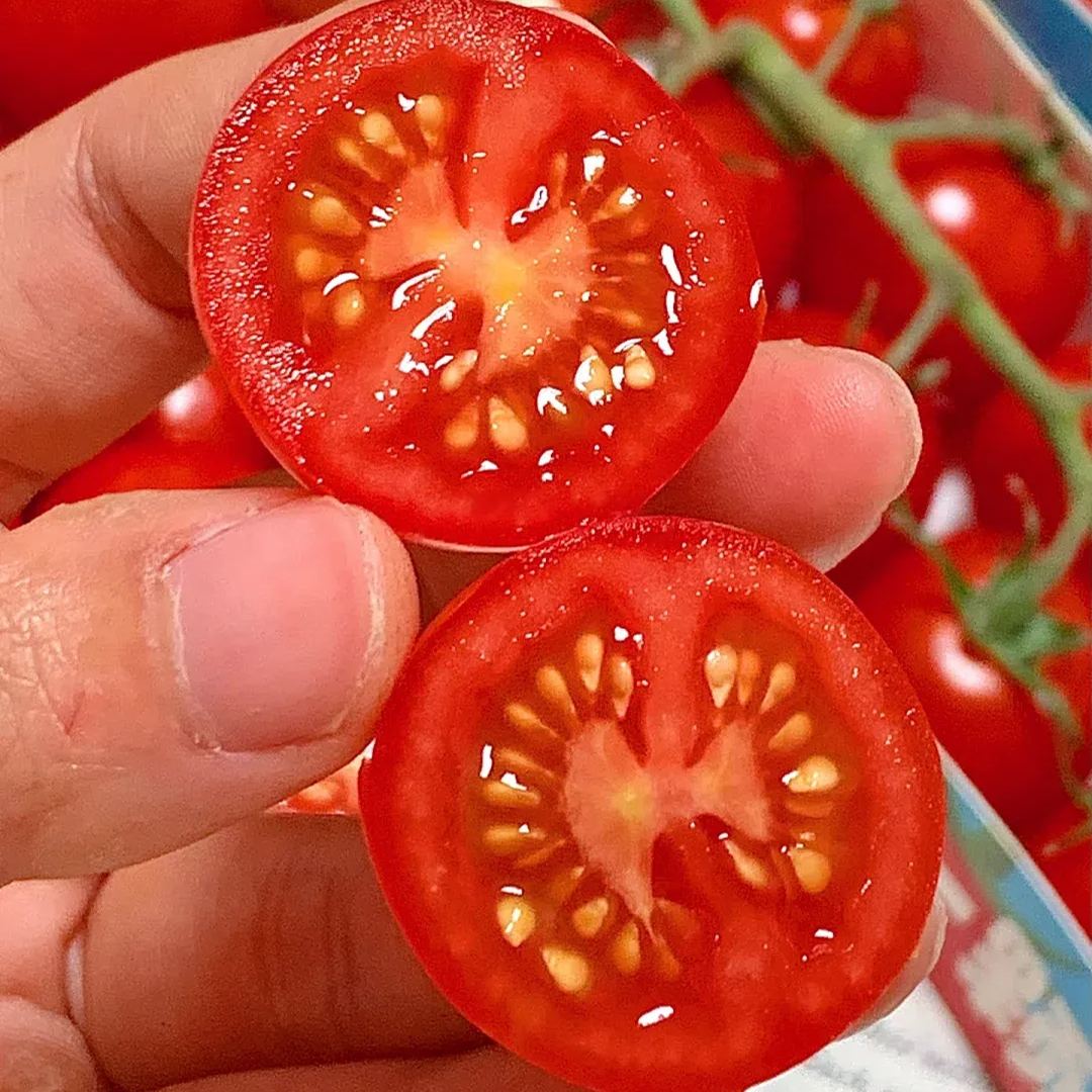 Waterfall Tomato Seeds