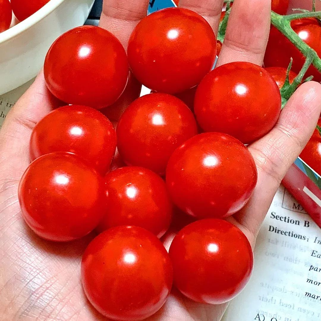 Waterfall Tomato Seeds