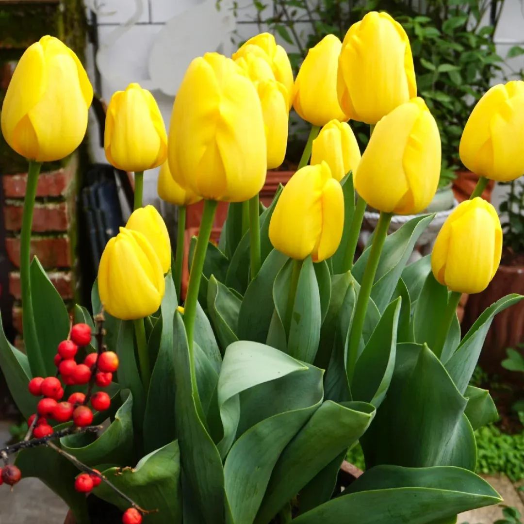 🔥Hot Selling🌷Mixed Color Tulips Bulbs🖼️Gallery Series