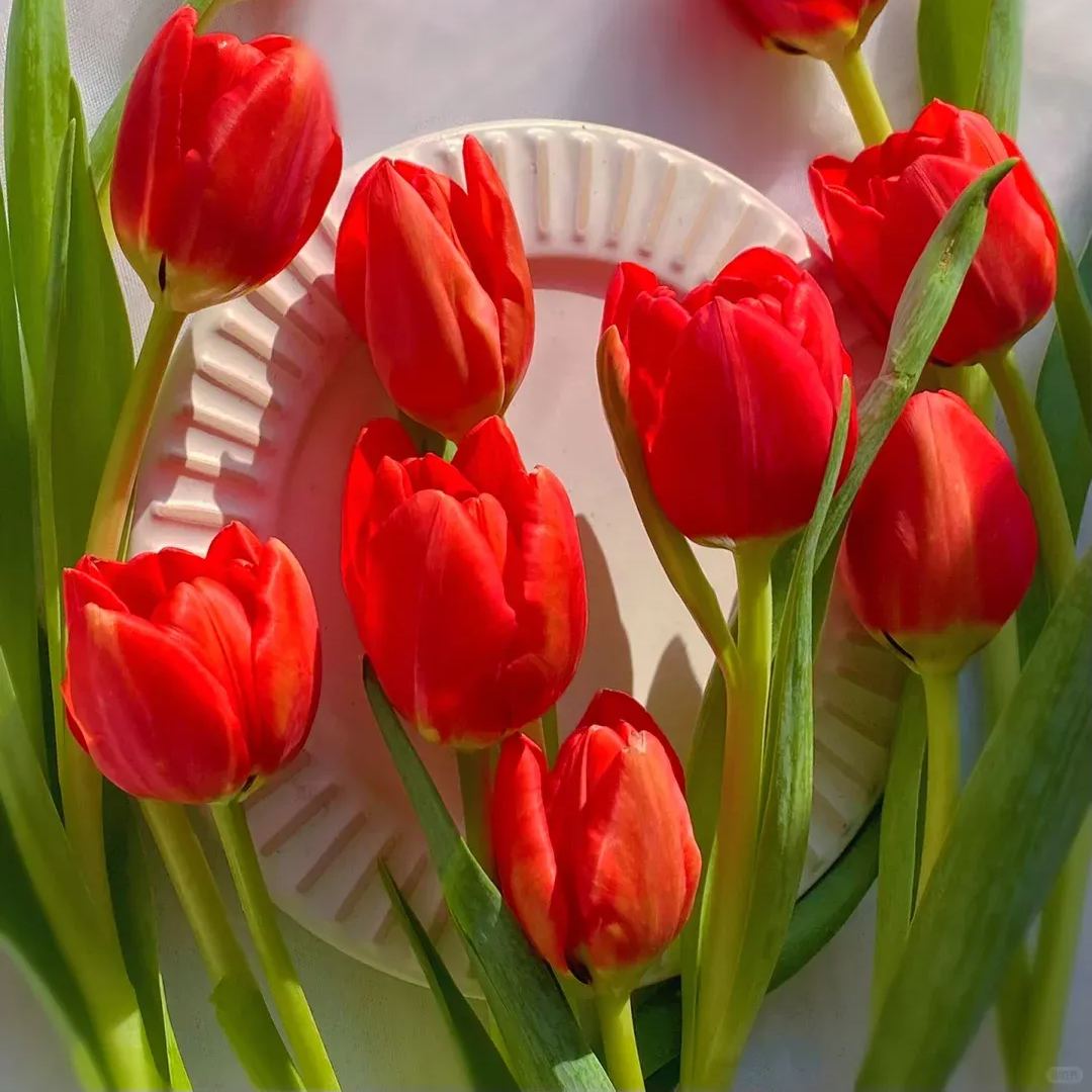 🔥Hot Selling🌷Mixed Color Tulips Bulbs🖼️Gallery Series
