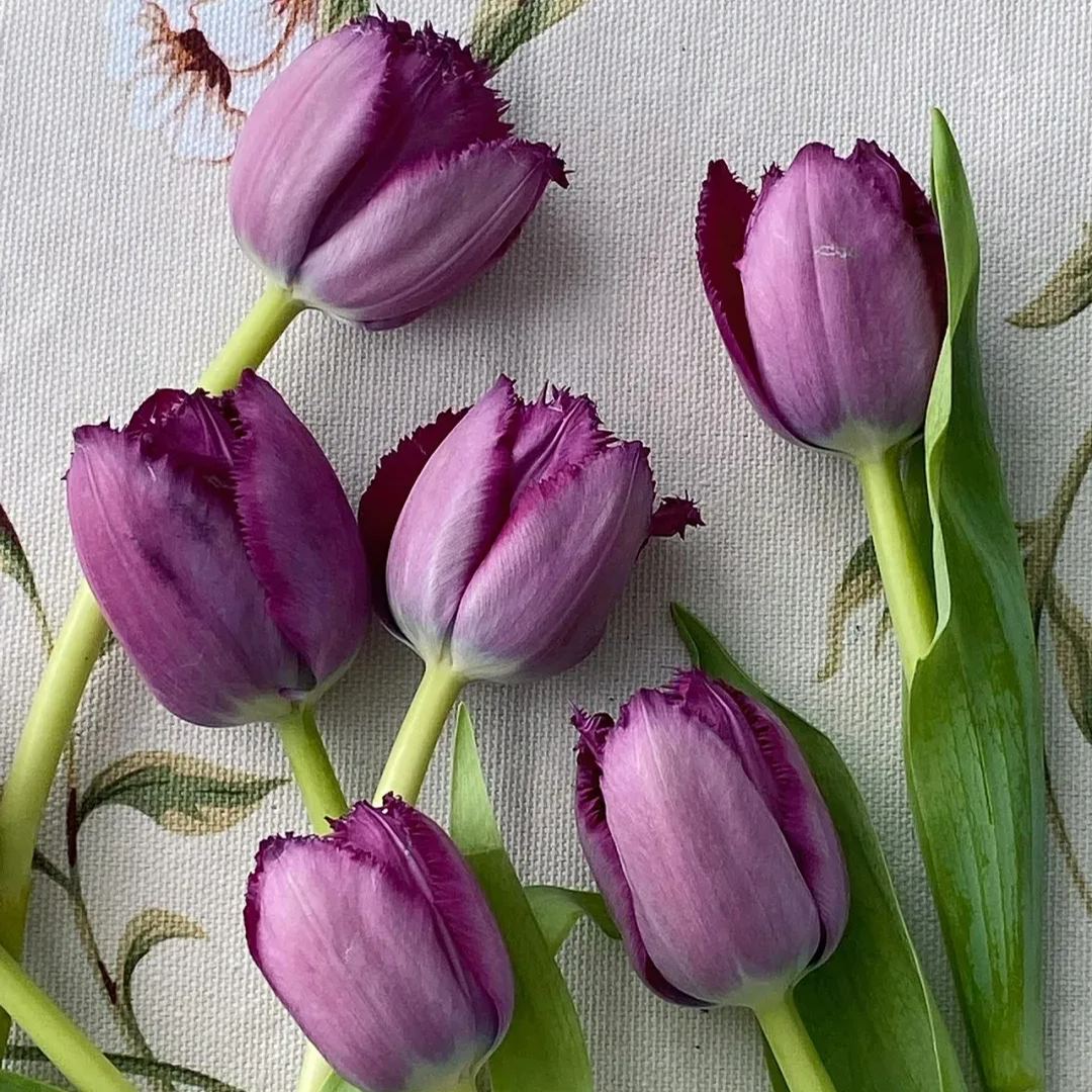 🔥Hot Selling🌷Mixed Color Tulips Bulbs🖼️Gallery Series