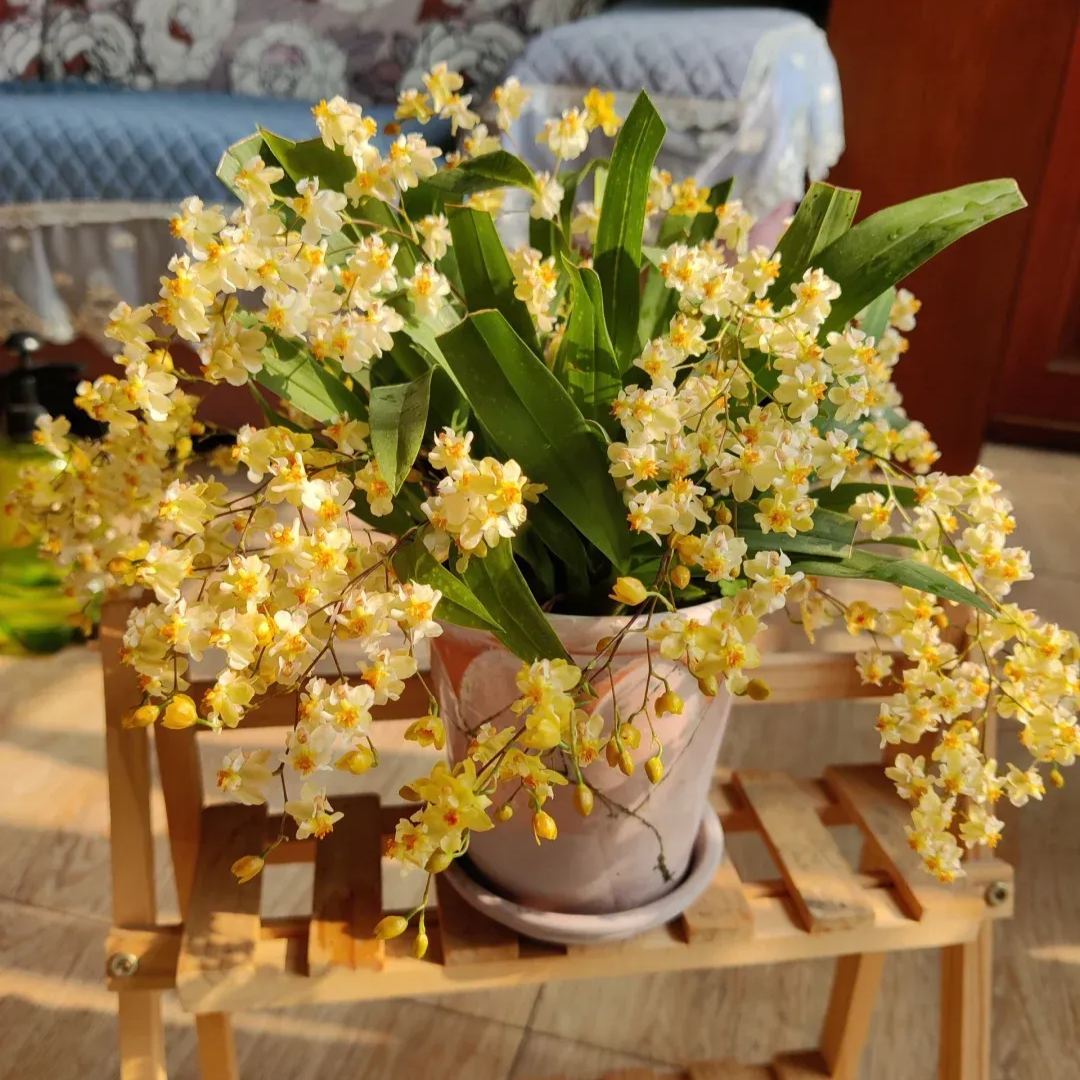 Oncidium