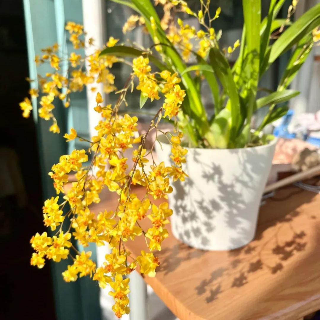 Oncidium