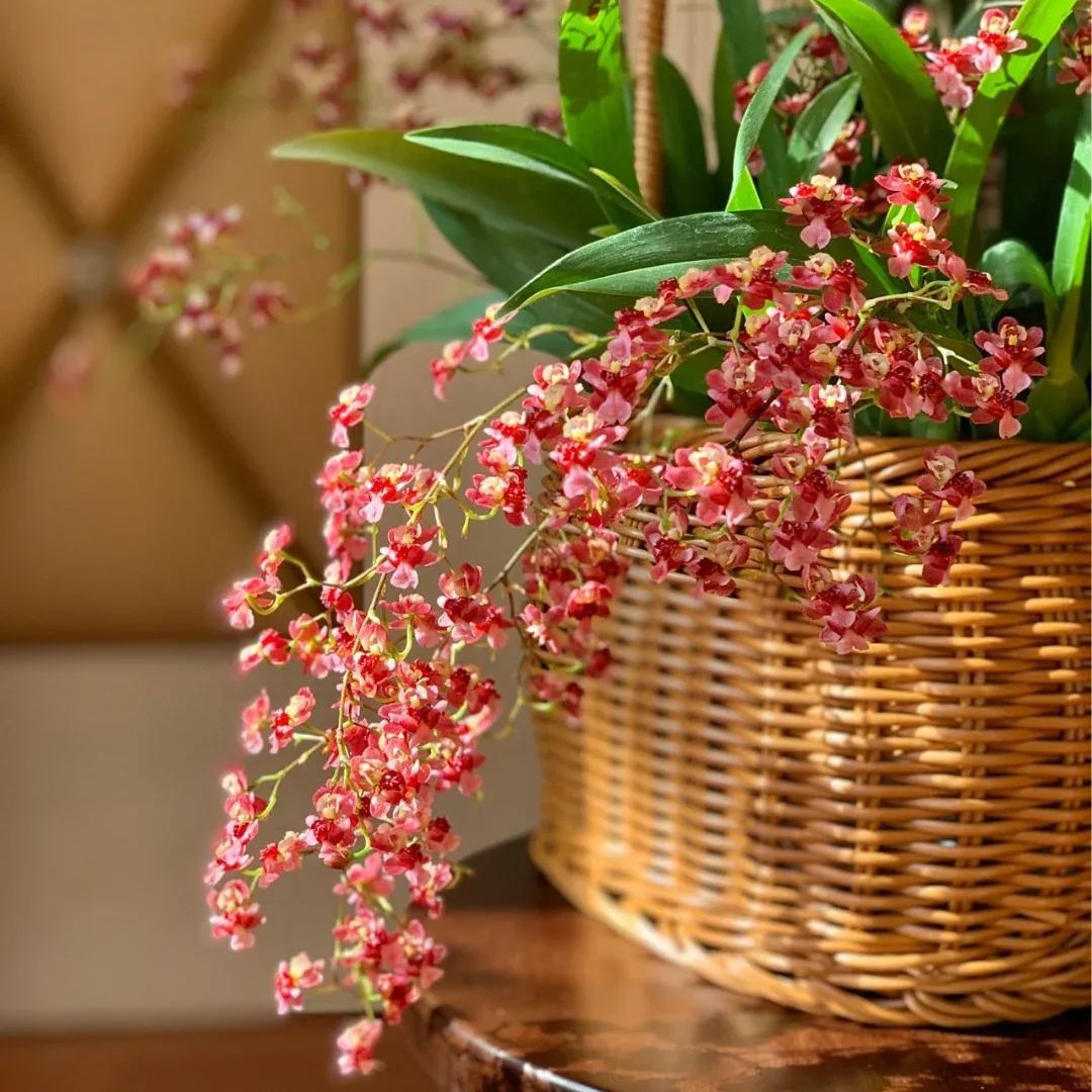 Oncidium