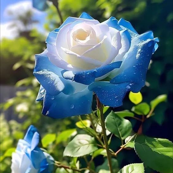 💐Fascinating Rare Rose Seeds-🔥2024 Hot Sale 