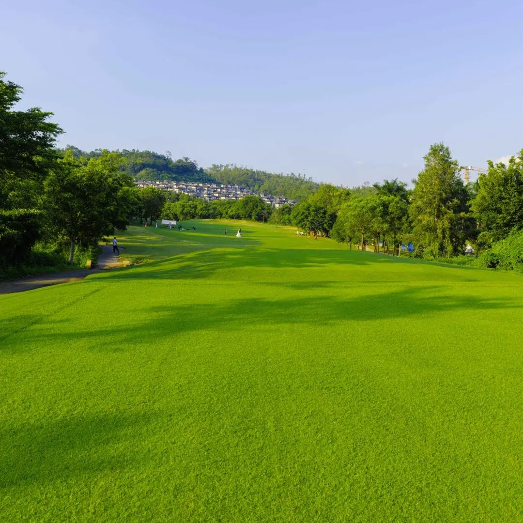 🌱 Four Seasons Evergreen Dwarf Grass Seed | Create your perfect lawn here