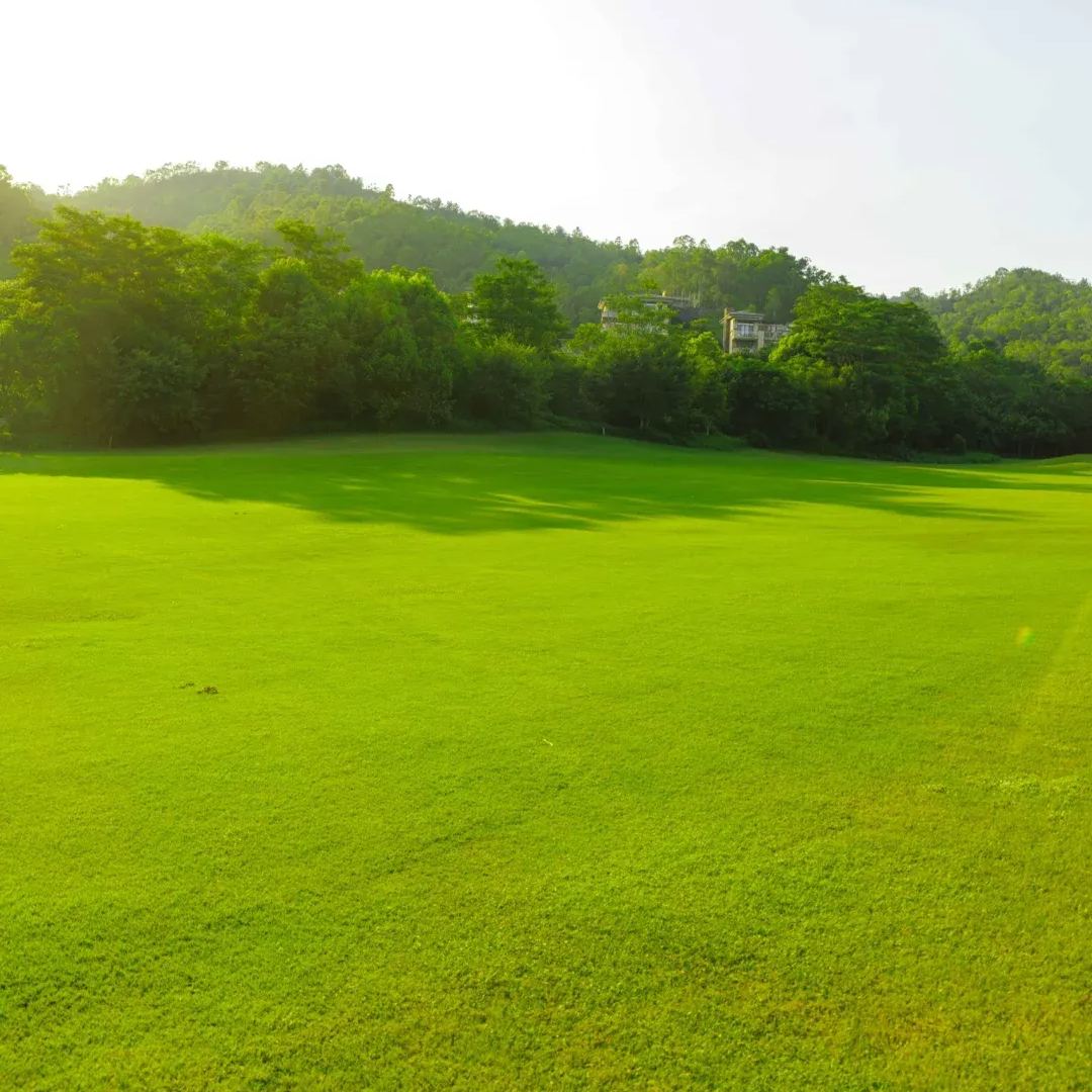 🌱 Four Seasons Evergreen Dwarf Grass Seed | Create your perfect lawn here