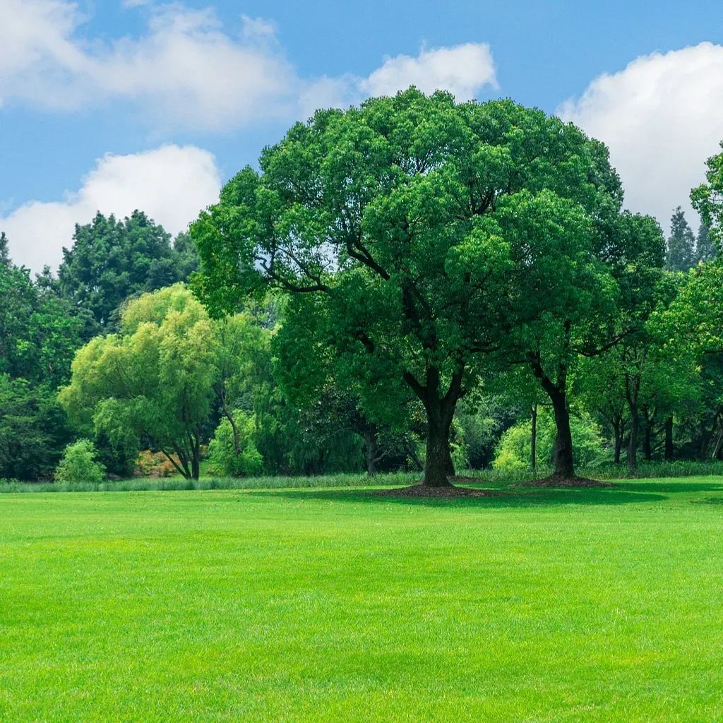 🌱 Four Seasons Evergreen Dwarf Grass Seed | Create your perfect lawn here