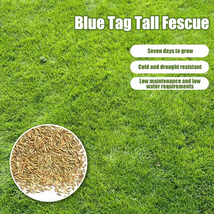 🌿 Premium Blue Tag Tall Fescue Grass Seed 🌱 - Create a Durable, Beautiful Lawn