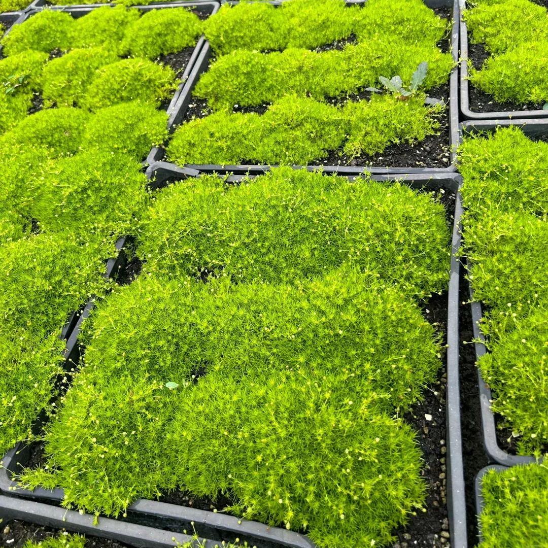 Irish Pearlgrass Seeds