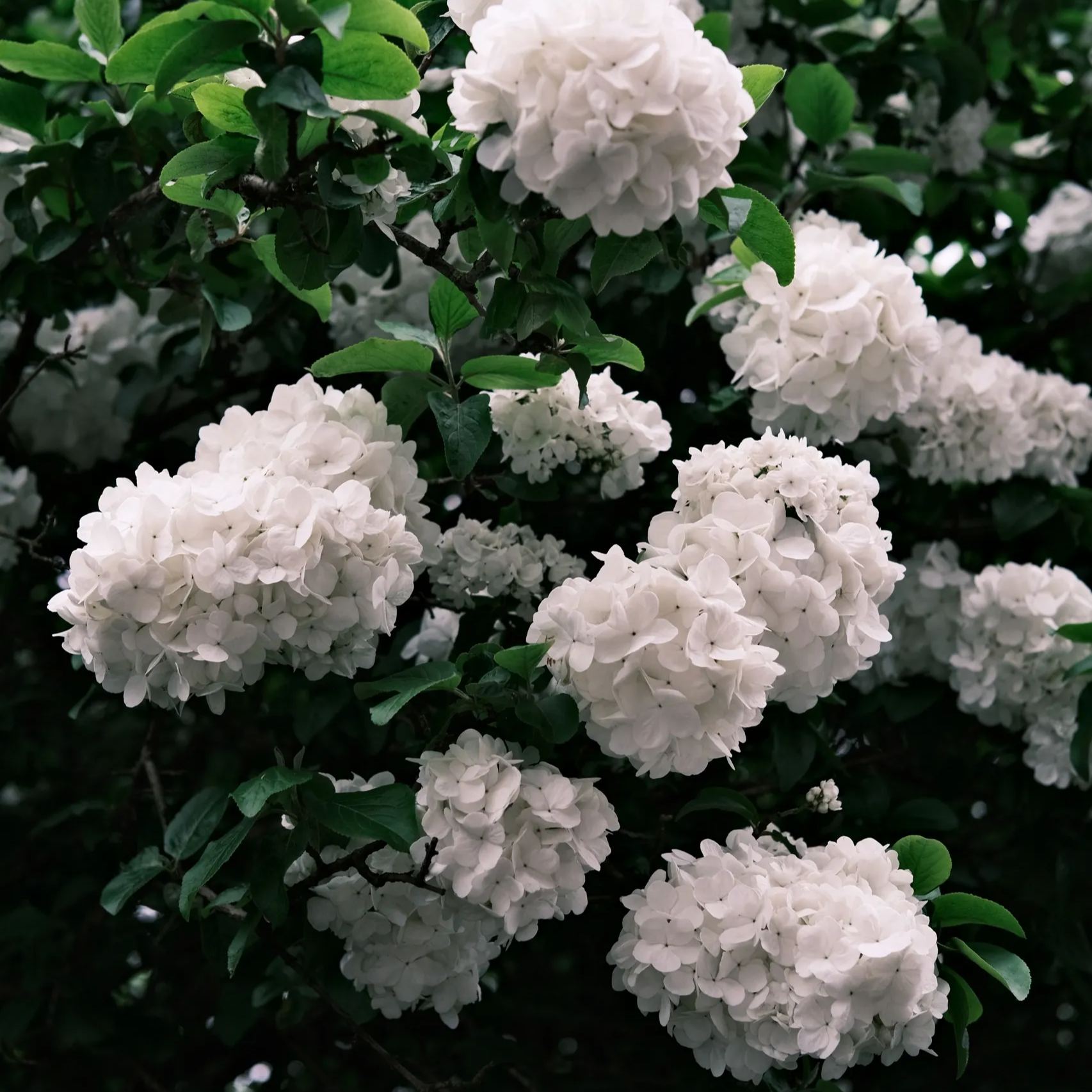 🔥Limited Time Special Offer🎉Viburnum macrocephalum