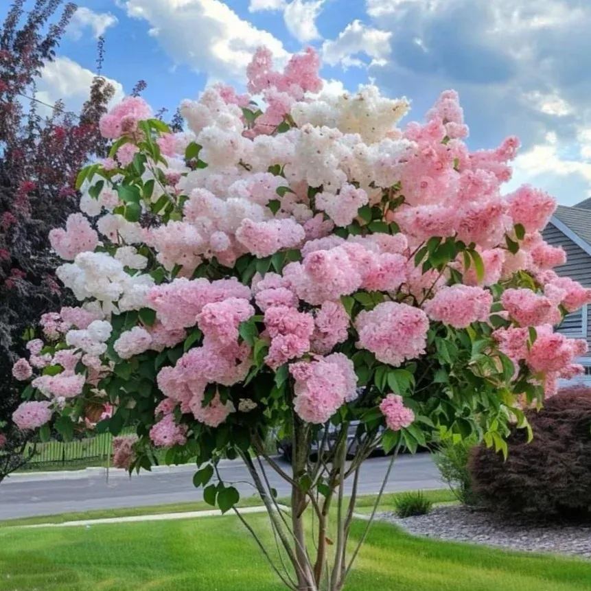 🔥Limited Time Special Offer🎉Viburnum macrocephalum