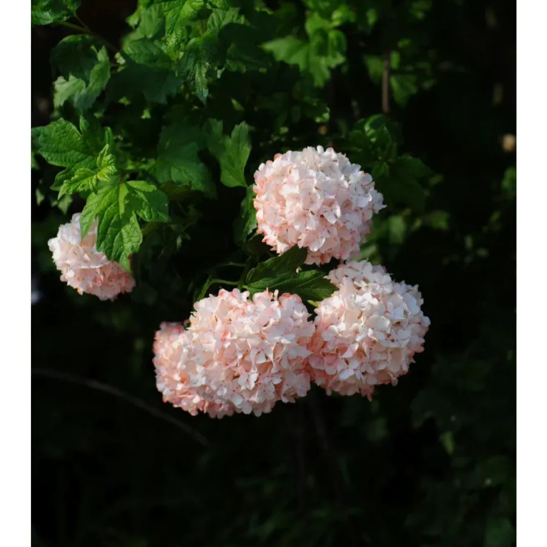 🔥Limited Time Special Offer🎉Viburnum macrocephalum